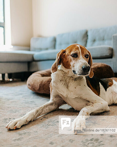 Old American Foxhound dog laying on the floor in the living room