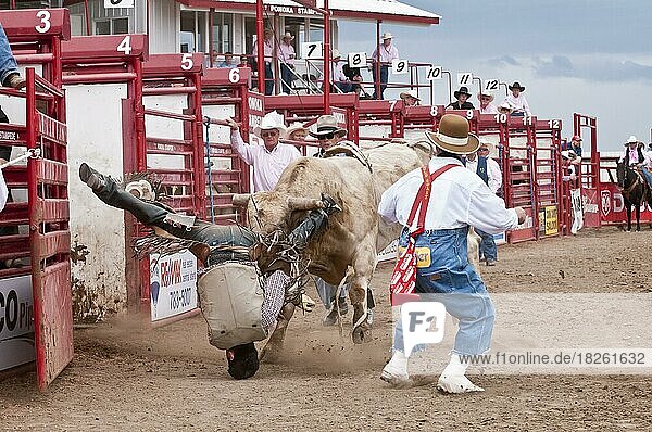 Cowboy thrown while bull riding and landing on his head  Ponoka Stampede  Ponoka  Alberta  Canada  North America