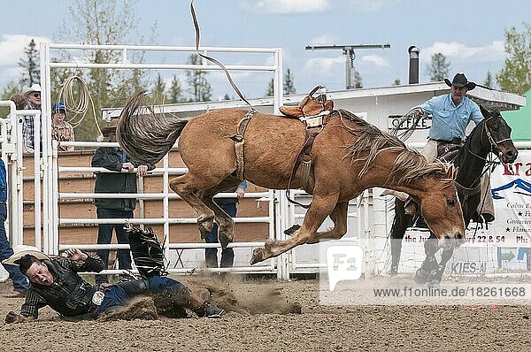 Cowboy wirft von seinem Pferd  Sattelreiten  Caroline Stampede  Caroline  Alberta  Kanada  Nordamerika