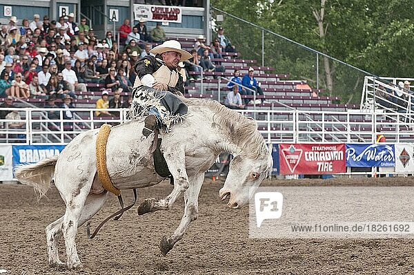 Cowboy  Bareback bronc riding  Strathmore Heritage Days  Rodeo  Strathmore  Alberta  Kanada  Nordamerika