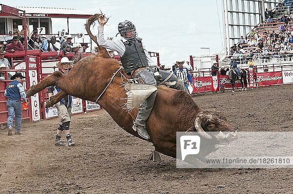 Cowboy bull riding at a rodeo  Ponoka Stampede  Ponoka  Alberta  Canada  North America