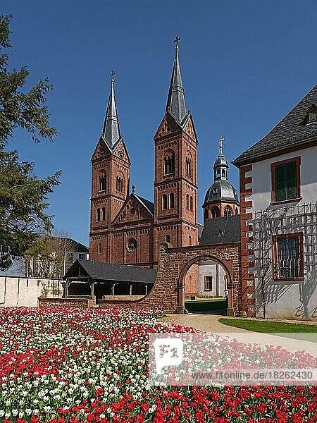 Kirche St. Marcellinus und Petrus  Ansicht von Südwesten  Einhard-Basilika  weiße und rote Tulpen  Seligenstadt  Hessen  Deutschland  Europa