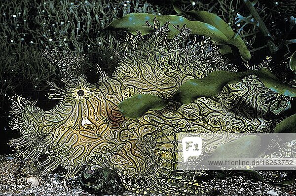 Grünlippiger Skorpionfisch Rhinopias aphanes Barriereriff Australien Ozeanien
