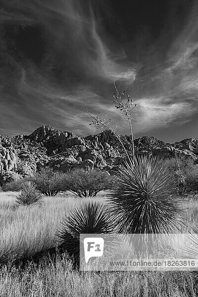 Yucca-Palme (Palmlilie)  Die Dragoon Mountains  Cochise County  Arizona  USA  Nordamerika
