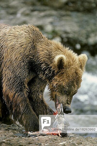 Alaskanischer Braunbär (Grizzlybär) beim Fressen von Lachs  McNeil River  Alaska  USA  Nordamerika