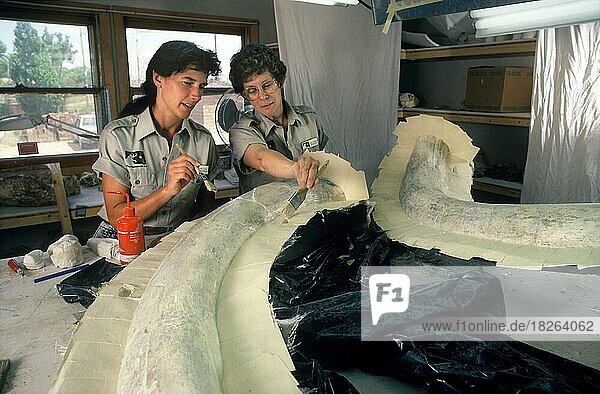 Paläontologen bereiten kolumbianische Mammutstoßzähne für den Transport vor  The Mammoth Site  South Dakota  USA  Nordamerika