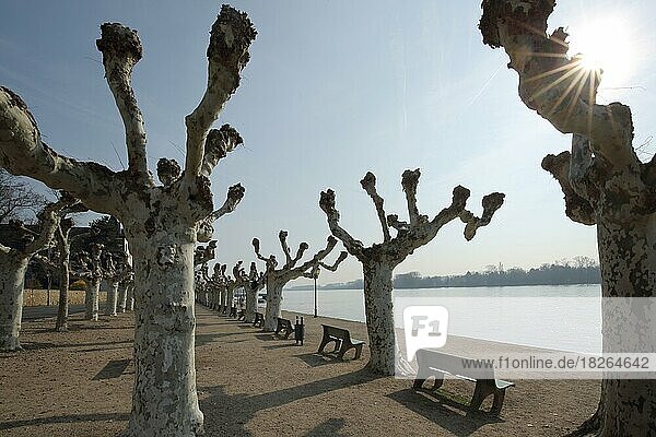 Rhein Uferpromenade im Gegenlicht der Platanen Allee am Platz von Montrichard in Eltville Rheingau Taunus Hessen Deutschland Europa