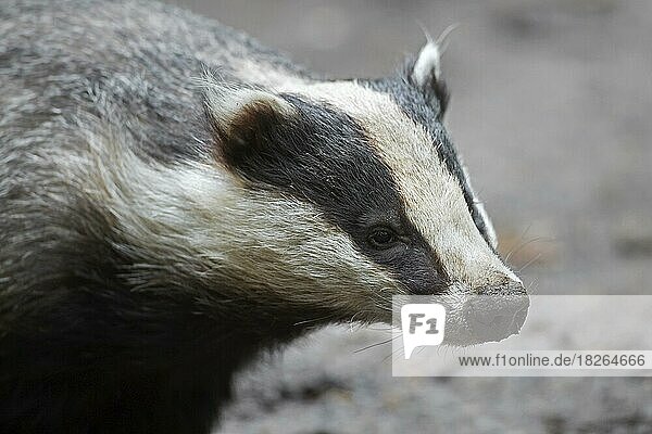 Close-up portrait of European badger (Meles meles) foraging in spring