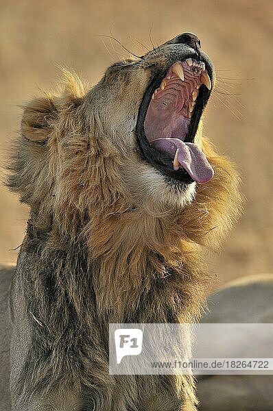 Männlicher afrikanischer Löwe (Panthera leo) beim Gähnen in der Kalahari-Wüste  Kgalagadi Transfrontier Park  Südafrika