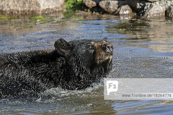 Amerikanischer Schwarzbär (Ursus americanus) badet und schüttelt sein Fell im Wasser eines Teiches