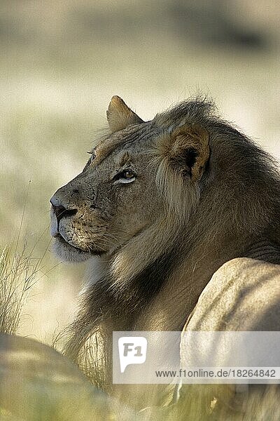 Nahaufnahme eines männlichen Löwe (Panthera leo) in der Kalahari-Wüste  Kgalagadi Transfrontier Park  Südafrika