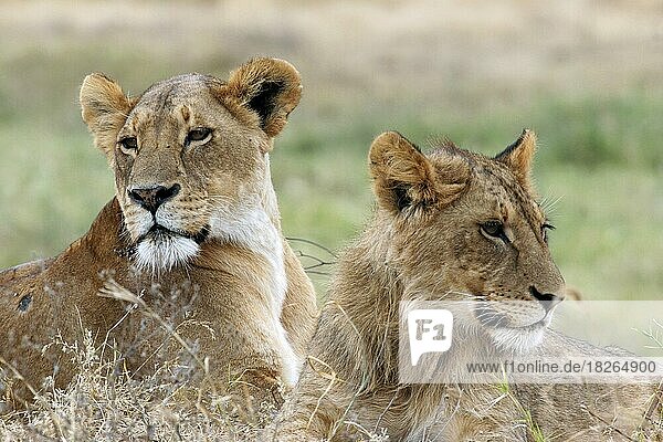 Löwin und junger männlicher Löwe (Panthera leo) beim Ausruhen in der Savanne Ngorongoro-Krater Tansania Ostafrika Afrika