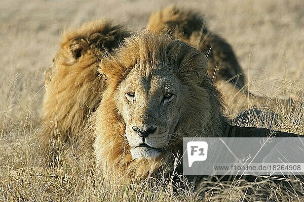 Drei männliche Löwen (Panthera leo) beim Ausruhen in der Savanne  Moremi-Wildreservat  Botsuana  südliches Afrika