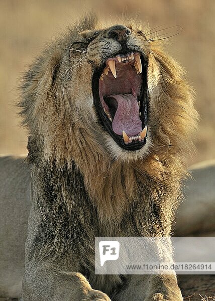 Männlicher afrikanischer Löwe (Panthera leo) beim Gähnen in der Kalahari-Wüste  Kgalagadi Transfrontier Park  Südafrika
