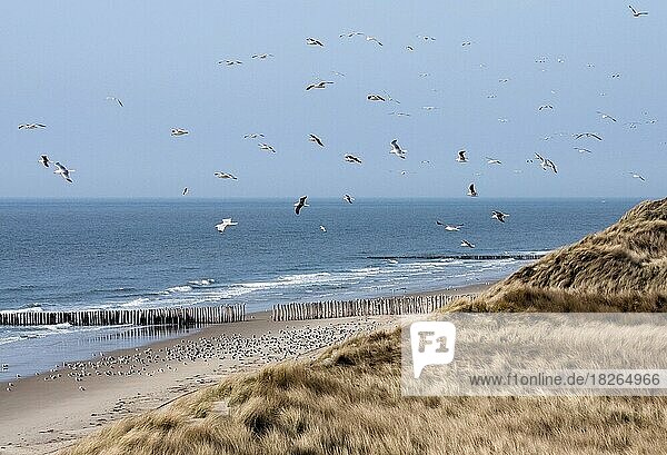 Seagulls (Laridae) flying over the beach and dunes  Province of Zeeland  the Netherlands
