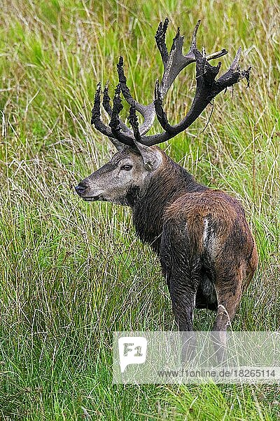 Red Deer (Cervus elaphus) stag with fur and antlers covered in mud during the rut in autumn