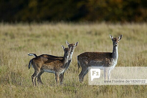 Fallow deer (Dama dama) doe with two fawns in grassland at forest's edge in autumn
