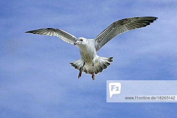 Herring gull (Larus argentatus) in flight against blue sky  the Netherlands
