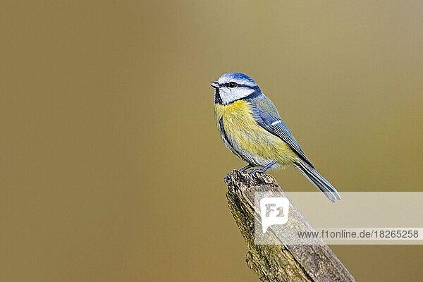 Blaumeise (Parus caeruleus) auf altem verwittertem Holzzaunpfahl