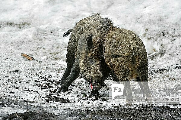 Two wild boars (Sus scrofa) fighting in the snow in winter  Bavarian Forest National Park  Germany  Europe