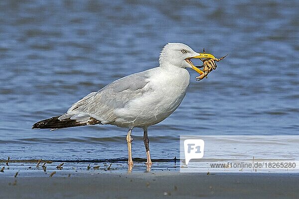 Silbermöwe (Larus argentatus) beim Töten und Fressen von StrandStrandkrabbe (Carcinus maenas) an einem Sandstrand an der Nordseeküste im Sommer