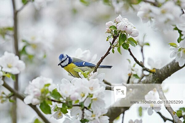 Blue tit (Parus caeruleus) perched in flowering  blossoming apple tree in spring