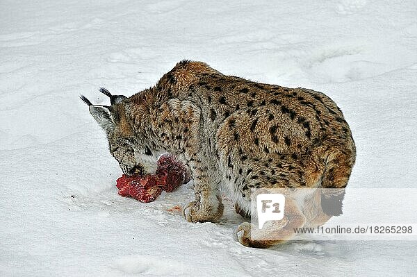 Europäischer Luchs (Lynx lynx)  der im Winter im Schnee Fleisch zum Fressen zerreißt  Nationalpark Bayerischer Wald  Deutschland  Europa