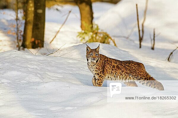 Europäischer Luchs (Lynx lynx) im Schnee im Winter  Bayerischer Wald  Deutschland  Europa
