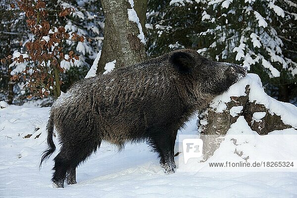 Wildschwein (Sus scrofa) kratzt sich im Winter an einem Baumstumpf im Schnee  Deutschland  Europa