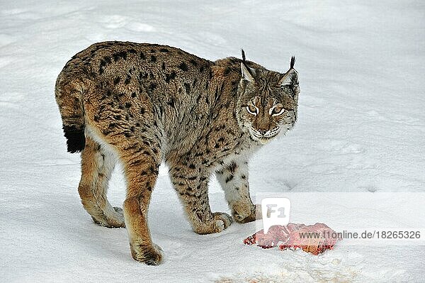Europäischer Luchs (Lynx lynx) beim Fressen im Schnee im Winter  Nationalpark Bayerischer Wald  Deutschland  Europa