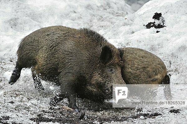 Zwei Wildschweine (Sus scrofa) kämpfen im Winter im Schnee  Nationalpark Bayerischer Wald  Deutschland  Europa