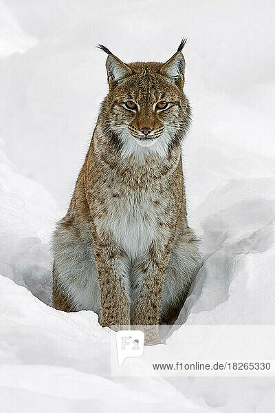 Europäischer Luchs (Lynx lynx) im Winter im Schnee sitzend