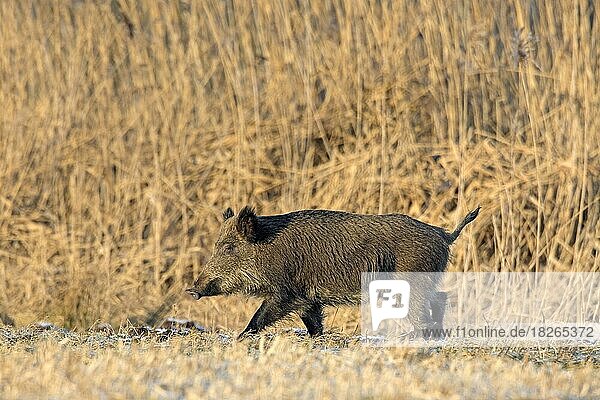 Wild boar (Sus scrofa) sow foraging along reeds  reedland in winter