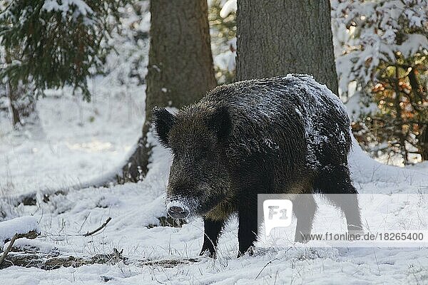 Wild boar (Sus scrofa) foraging in the snow in winter  Germany  Europe