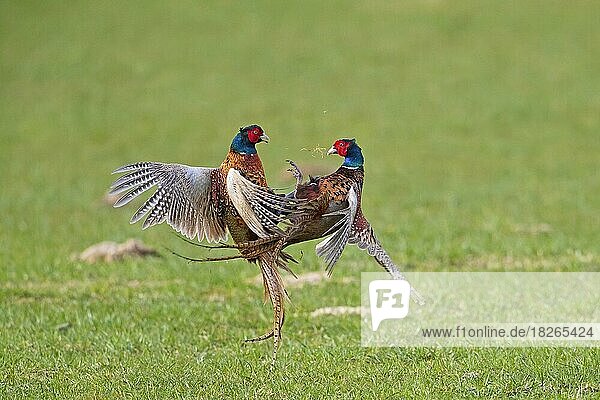 Common pheasant (Phasianus colchicus)  Ring-necked pheasants two territorial cocks  males fighting in field during the breeding season in spring