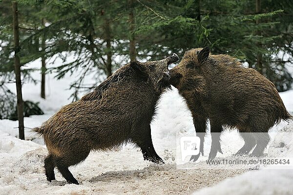 Zwei aggressive Wildschweine (Sus scrofa) in einem verschneiten Kiefernwald im Winter  die sich gegenseitig mit ihren Hauern aufschlitzen und heftig kämpfen  Nationalpark Bayerischer Wald  Deutschland  Europa