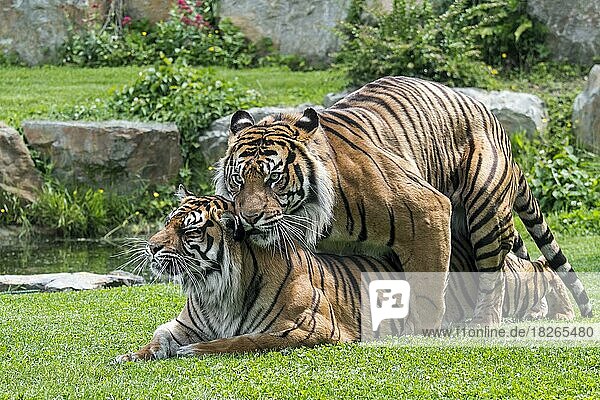 In Gefangenschaft gehaltener Java-Tiger (Panthera tigris sondaica)  ein Männchen  das sich im Zoo mit einem Weibchen paart  beheimatet auf der indonesischen Insel Sumatra  Indonesien  Asien