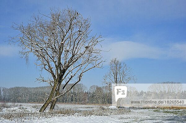 Kormoran (Phalacrocorax carbo) und ihre Nester in kahlen  schneebedeckten Bäumen im Winter im Naturschutzgebiet Bourgoyen-Ossemeersen  Gent  Belgien  Europa