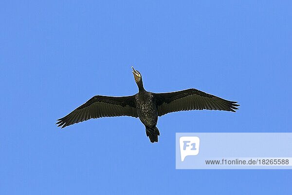 Großer Kormoran (Phalacrocorax carbo)  großer schwarzer Kormoran fliegt im Sommer gegen den blauen Himmel