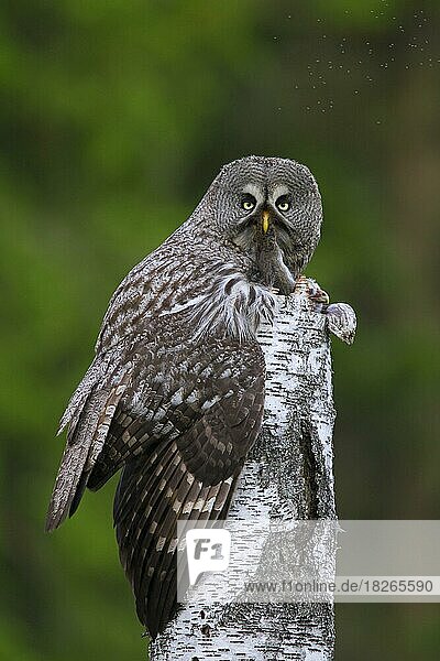 Great grey owl (Strix nebulosa)  great gray owl female feeding mouse to chicks in nest on top of tree stump in Scandinavian coniferous forest