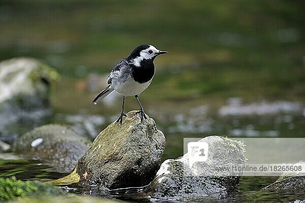 Bachstelze (Motacilla alba) auf einem Felsen im Bach Luxemburg Europa