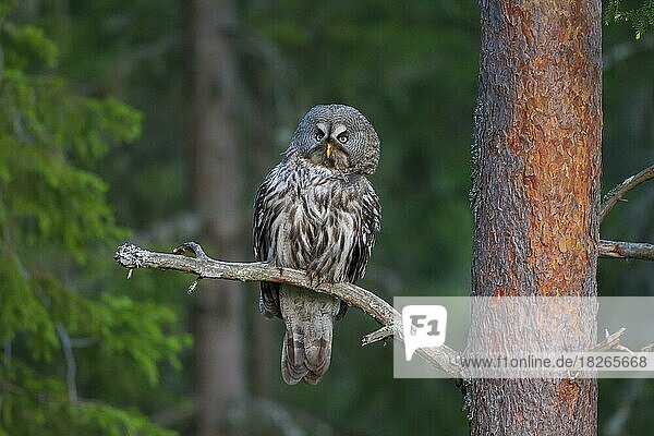 Great grey owl (Strix nebulosa)  great gray owl perched in pine tree in Scandinavian coniferous forest
