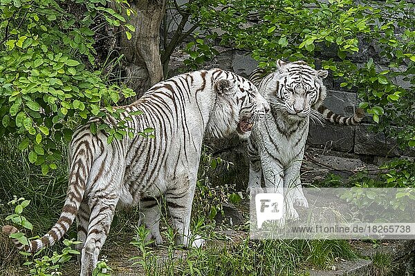 Two white tigers (Panthera tigris)  bleached tiger pair pigmentation variant of the Bengal tiger  male meeting female  native to India