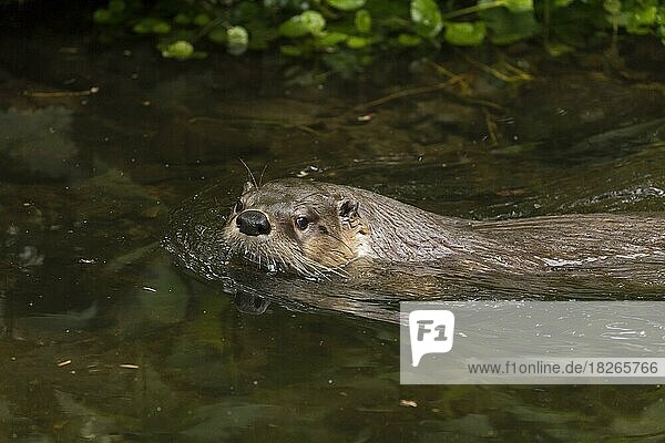 Fischotter (Lutra lutra)  Europäischer Flussotter  der im Frühjahr im Wasser eines Baches im Wald schwimmt
