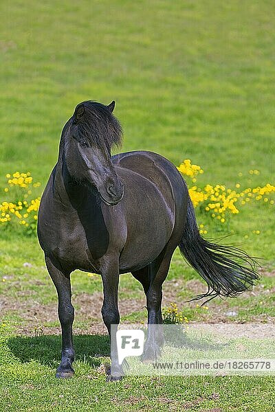 Braunes Hauspferd (Equus ferus caballus) (Equus Scandinavicus) auf einer Wiese im Sommer  Island  Europa