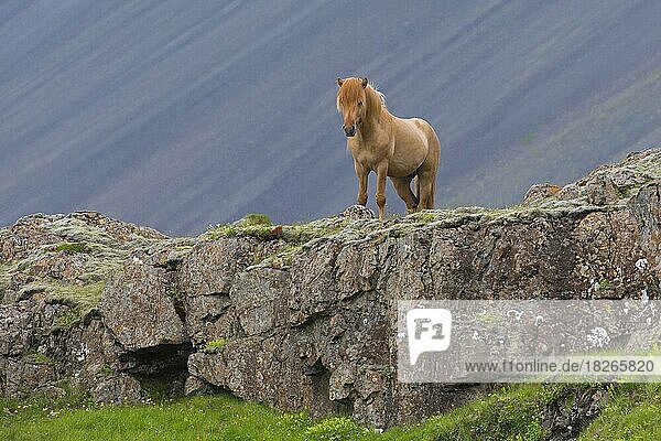 Braunes Hauspferd (Equus ferus caballus) (Equus Scandinavicus) auf einem Felsen im Sommer  Island  Europa