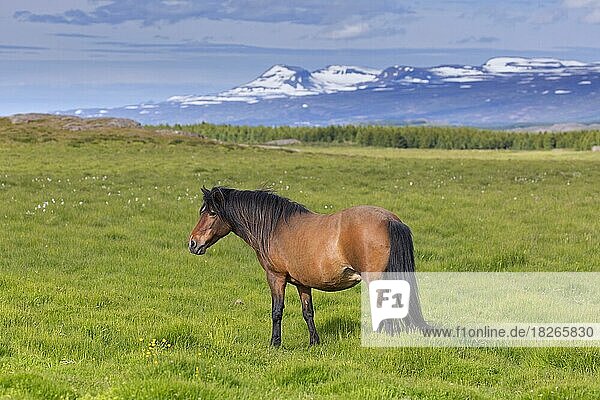 Braunes Hauspferd (Equus ferus caballus) (Equus Scandinavicus) auf einer Wiese im Sommer  Island  Europa