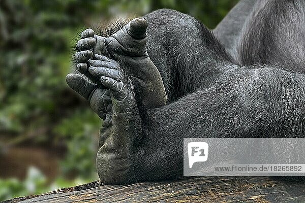 Westlicher Flachlandgorilla (Gorilla gorilla gorilla) Nahaufnahme der Hinterfüße und Zehen