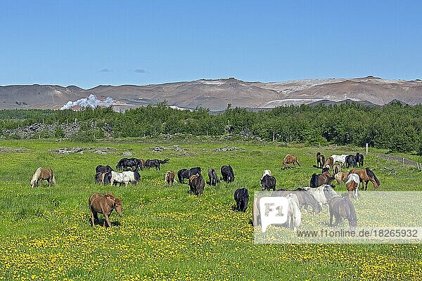 Herde von IslandHauspferd (Equus ferus caballus) (Equus Scandinavicus) beim Grasen auf einer Sommerweide  Island  Europa