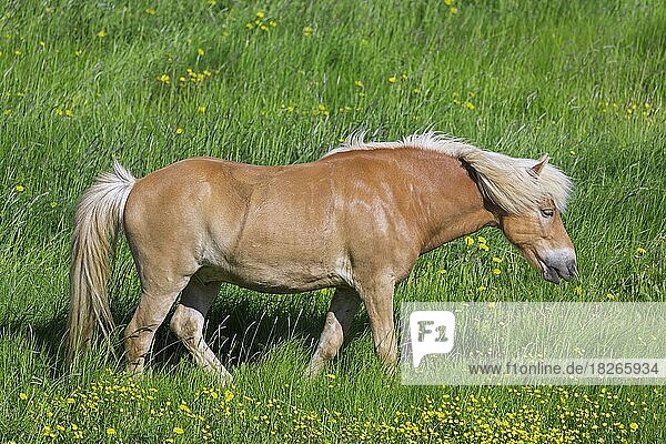 Hauspferd (Equus ferus caballus) (Equus Scandinavicus) auf einer Wiese im Sommer  Island  Europa